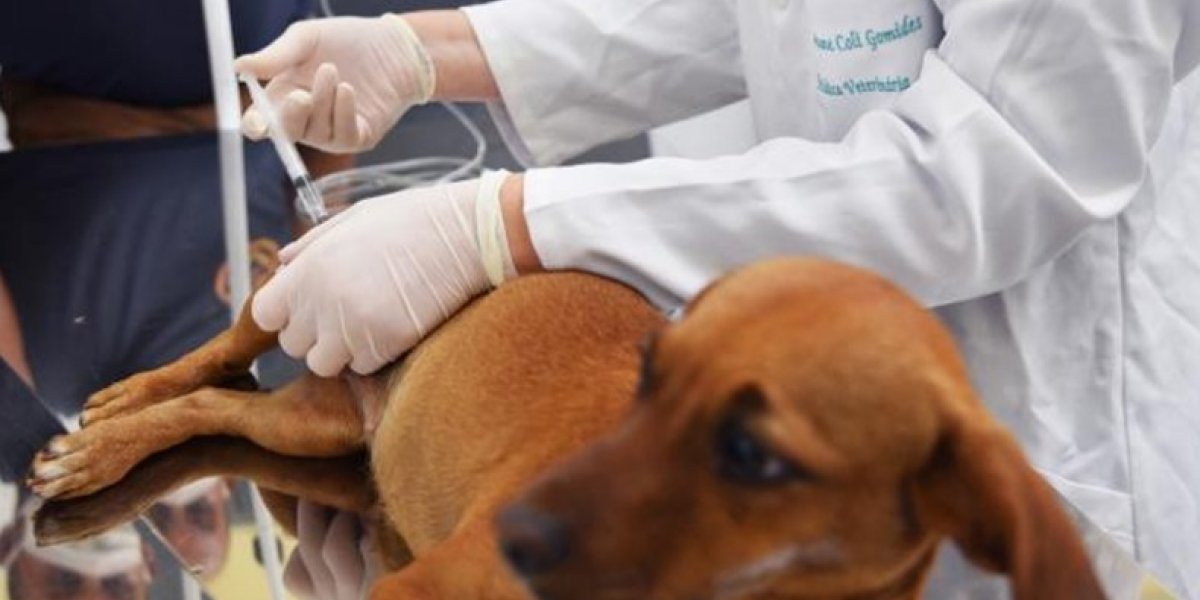Surge primeira UPA para animais em Salvador