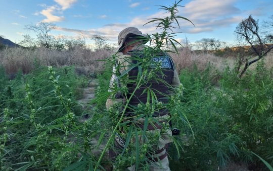 Mais de 25 mil pés de maconha são incinerados no norte do estado da Bahia