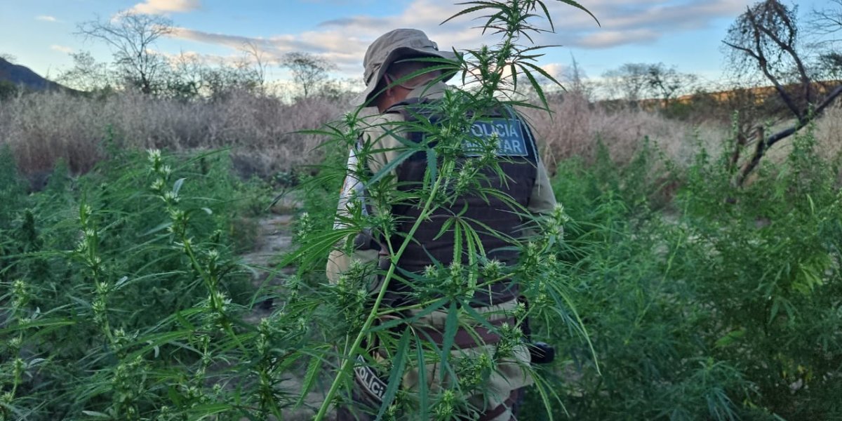 Mais de 25 mil pés de maconha são incinerados no norte do estado da Bahia
