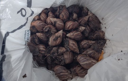 CCZ realiza mutirão preventivo contra caramujo africano na orla de Salvador