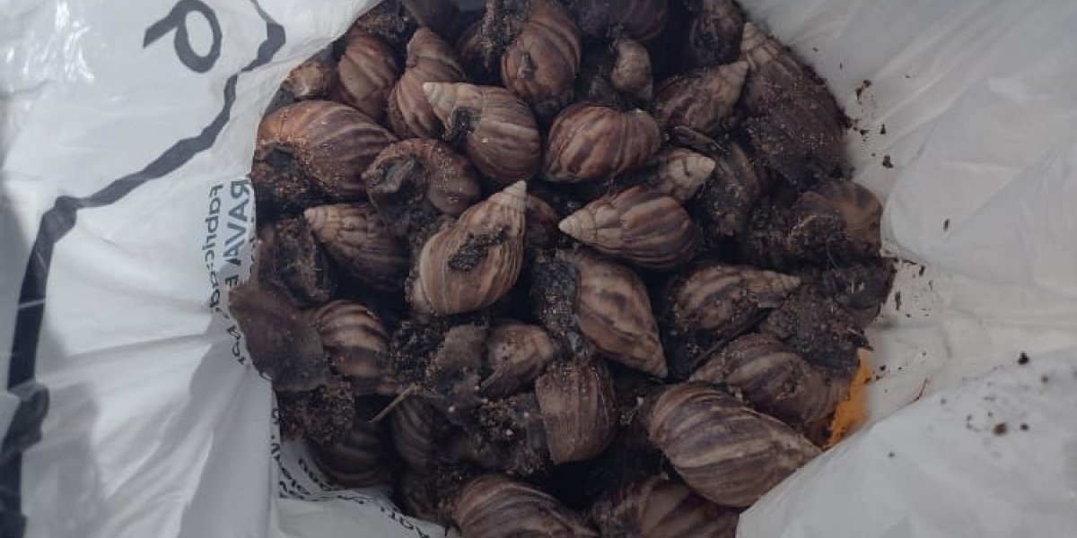 CCZ realiza mutirão preventivo contra caramujo africano na orla de Salvador