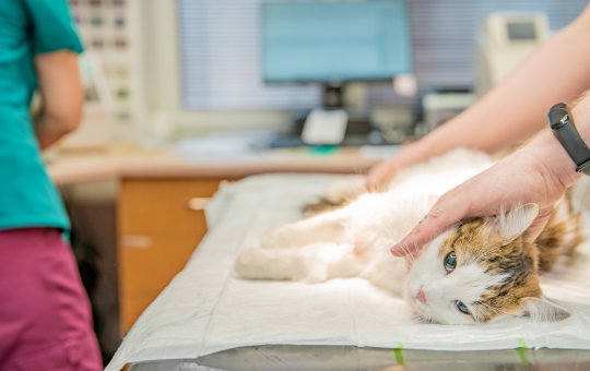 Salvador: Mercado São Miguel terá adoção e castração de animais no sábado (16)