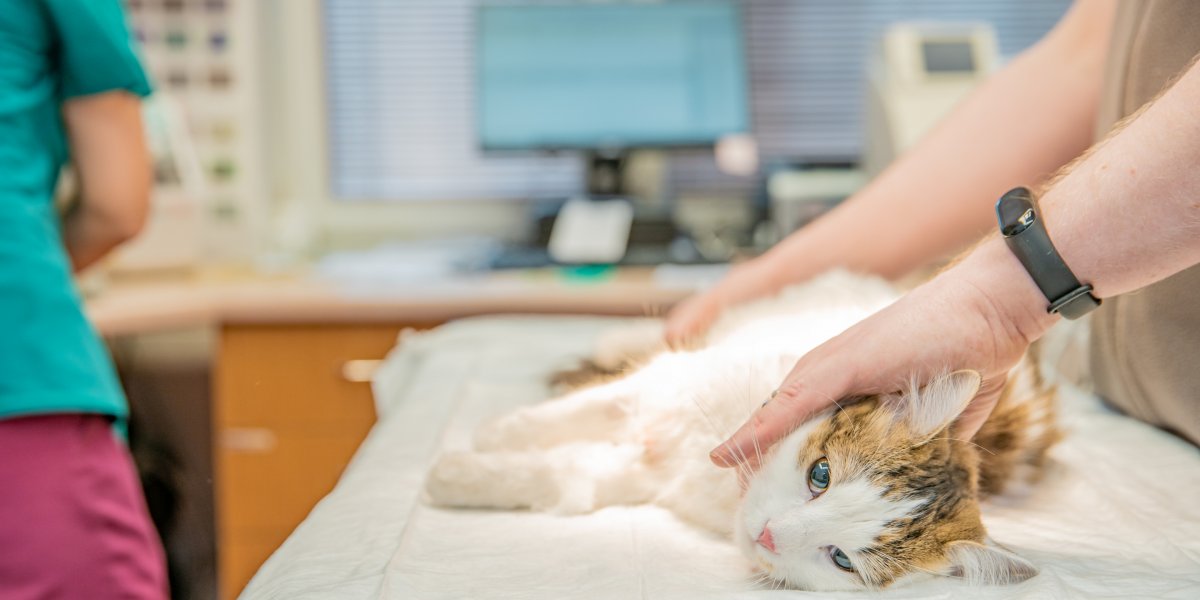 Salvador: Mercado São Miguel terá adoção e castração de animais no sábado (16)