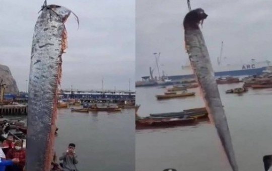 Peixe de 5,8 metros é pescado na costa do Chile, e moradores temem terremoto