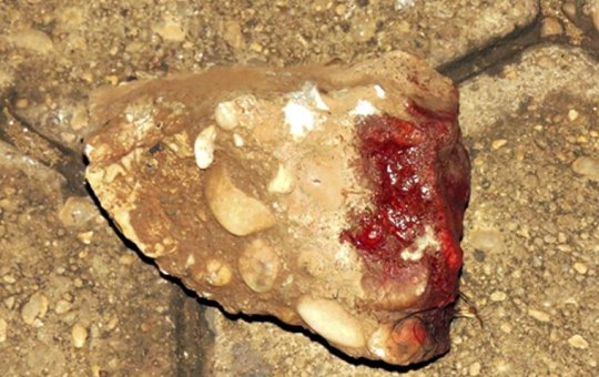 Suspeito de matar jovem a pedradas em Campo Formoso é preso