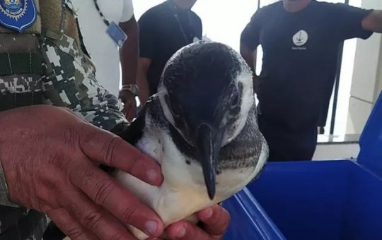 Banhistas encontram pinguim na praia de Paripe, em Salvador