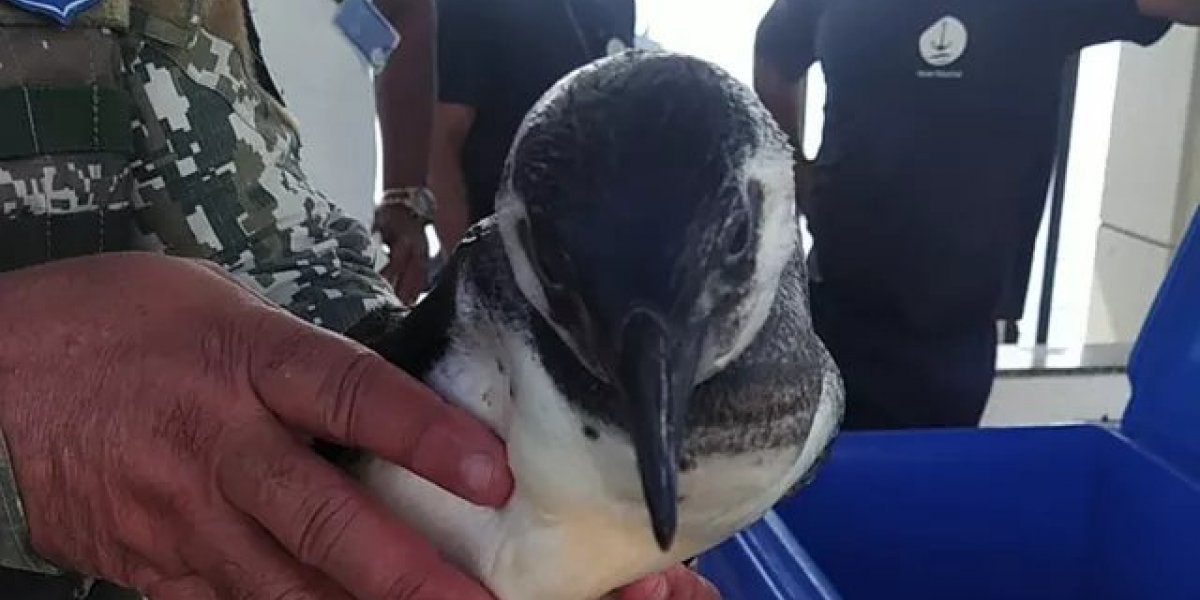 Banhistas encontram pinguim na praia de Paripe, em Salvador