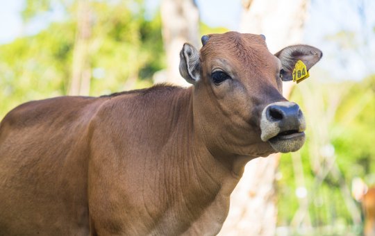 Vaca é avistada e resgatada na Avenida Paralela, em Salvador