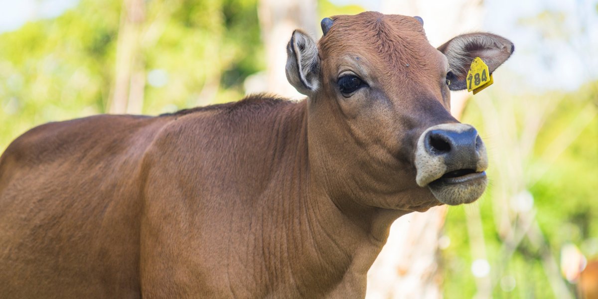 Vaca é avistada e resgatada na Avenida Paralela, em Salvador