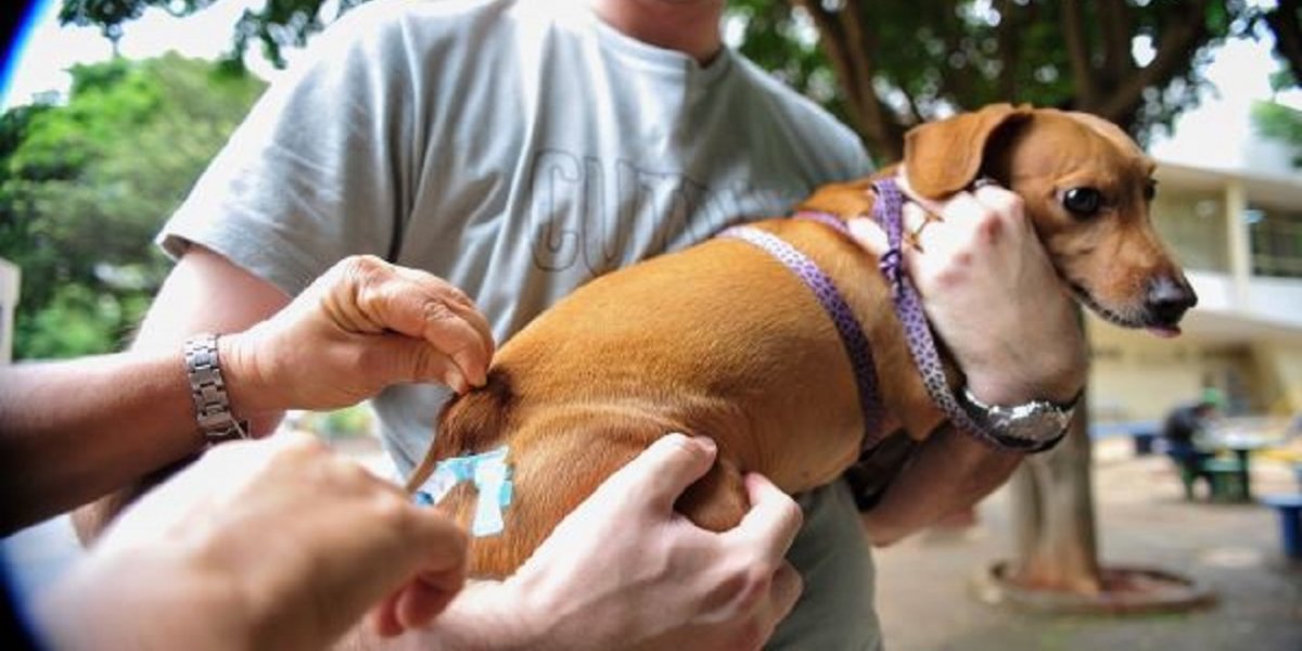 Prefeitura de Salvador inicia aplicação gratuita da vacina V10 em cães