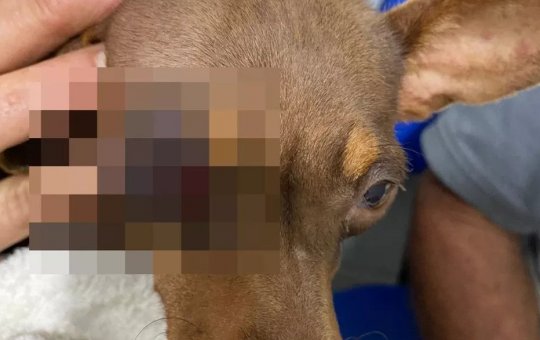 Cadela é agredida por um homem a pauladas, em Jaguaquara