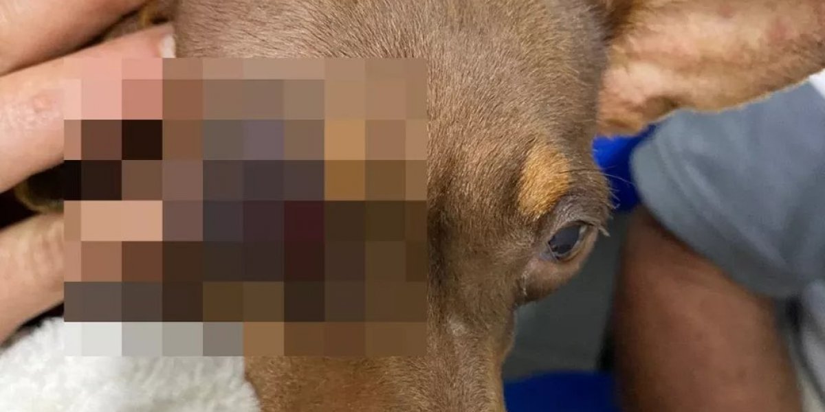 Cadela é agredida por um homem a pauladas, em Jaguaquara