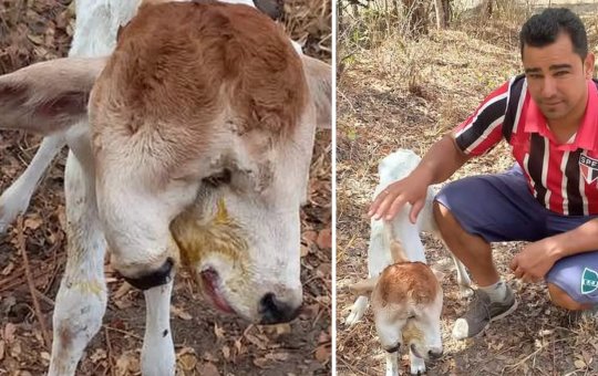 Bezerro nasce com duas cabeças em Macaúbas na Bahia