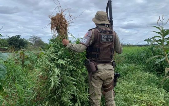 Polícia Militar incinera mais de 22 mil pés de maconha no município de Curaçá
