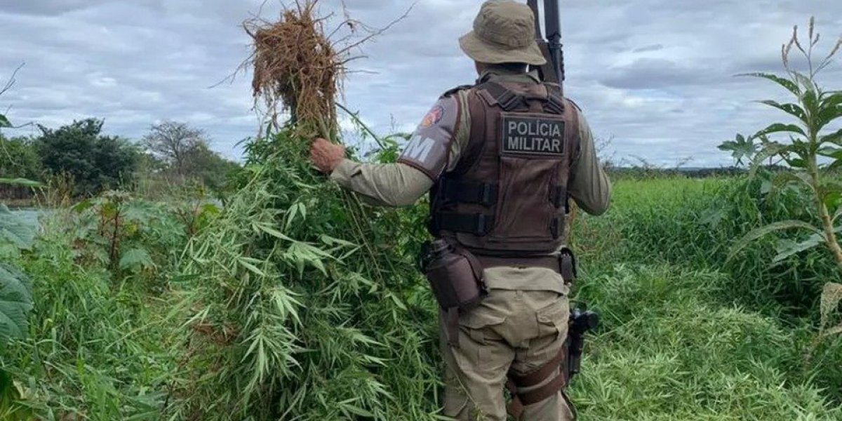 Polícia Militar incinera mais de 22 mil pés de maconha no município de Curaçá