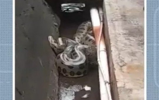 Sucuri com cinco metros de comprimento é encontrada em usina da Chesf de Ubatã