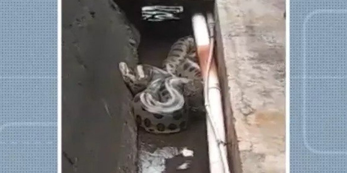 Sucuri com cinco metros de comprimento é encontrada em usina da Chesf de Ubatã