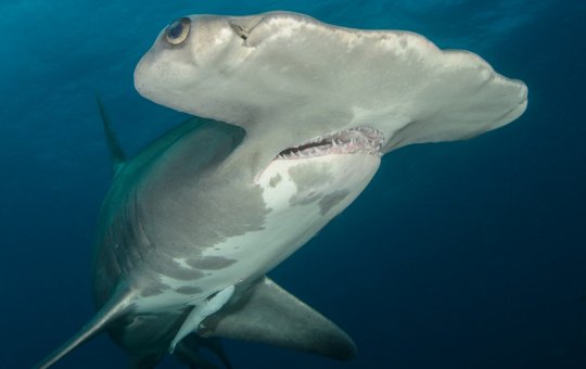 Tubarão-martelo é encontrado em praia do Litoral Norte da Bahia