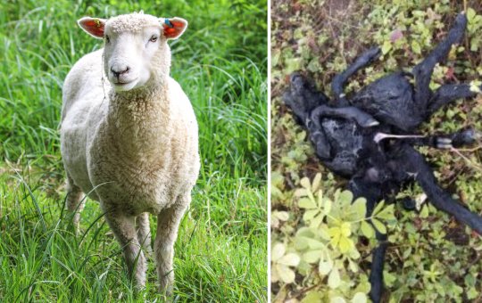 Filhote de ovelha nasce com dois corpos e oito patas na Bahia