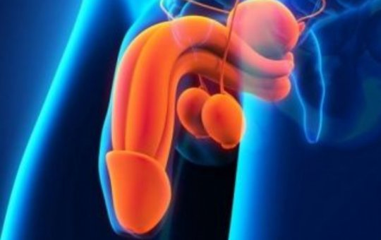 Varíola dos macacos pode causar inchaço nos órgãos genitais, diz estudo