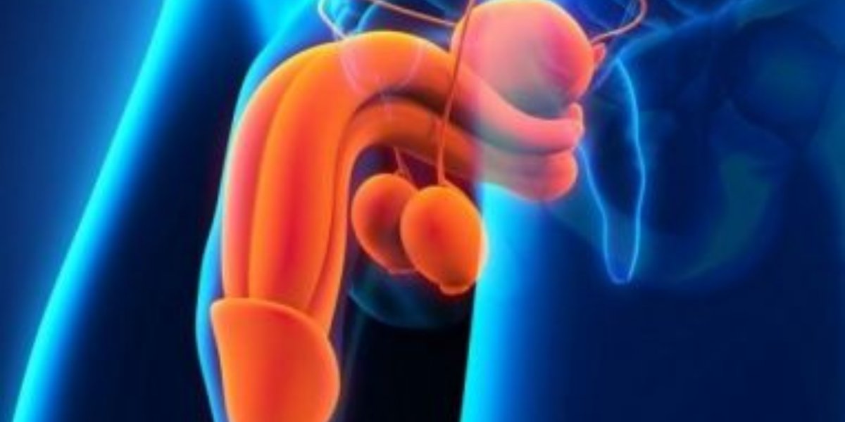 Varíola dos macacos pode causar inchaço nos órgãos genitais, diz estudo