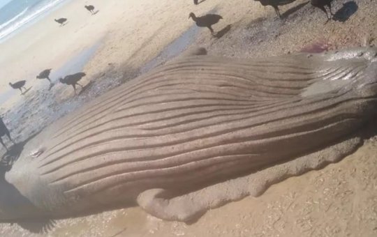 Filhote de baleia é encontrado morto em Prado, no sul da Bahia