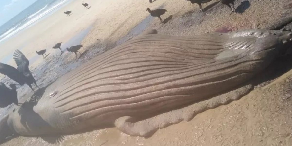 Filhote de baleia é encontrado morto em Prado, no sul da Bahia