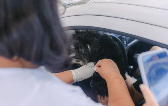 Salvador: Campanha de vacinação antirrábica será iniciada na segunda-feira (8)
