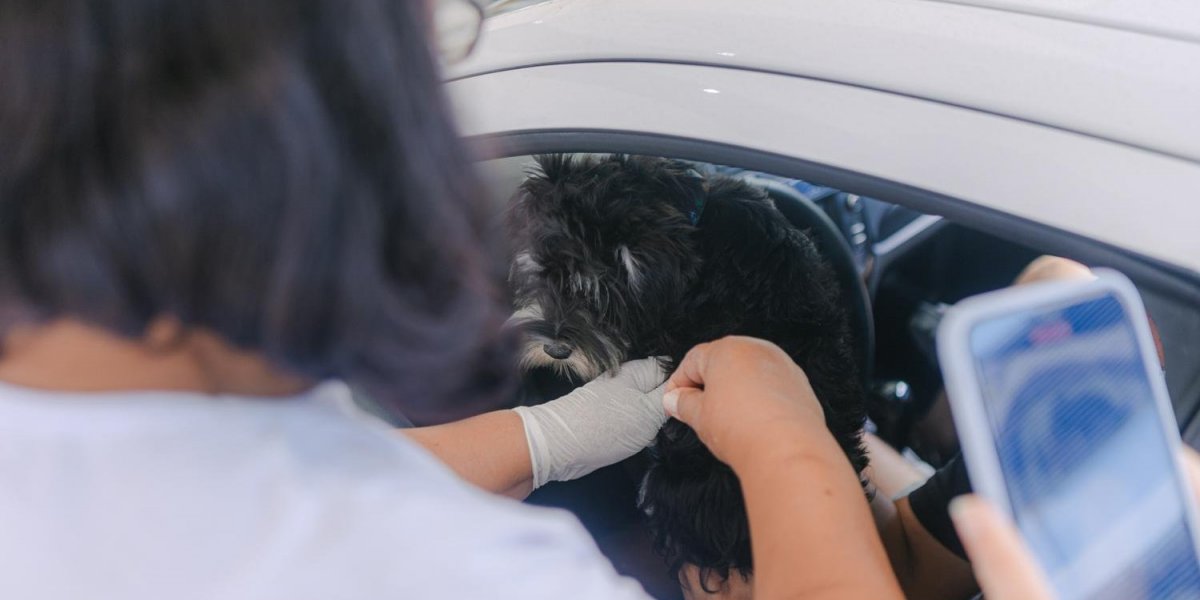 Salvador: Campanha de vacinação antirrábica será iniciada na segunda-feira (8)