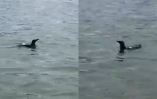 Mais dois pinguins são vistos na praia do Porto da Barra, em Salvador; veja