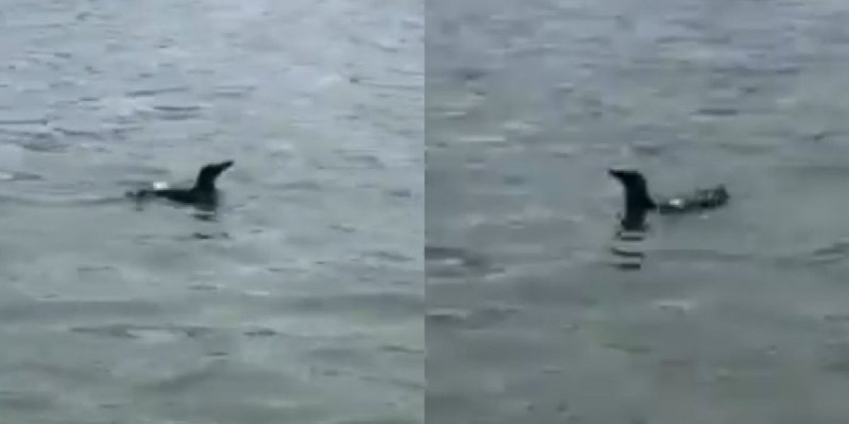 Mais dois pinguins são vistos na praia do Porto da Barra, em Salvador; veja