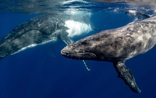 Baleia e filhote são vistos na Baía de Todos os Santos, em Salvador