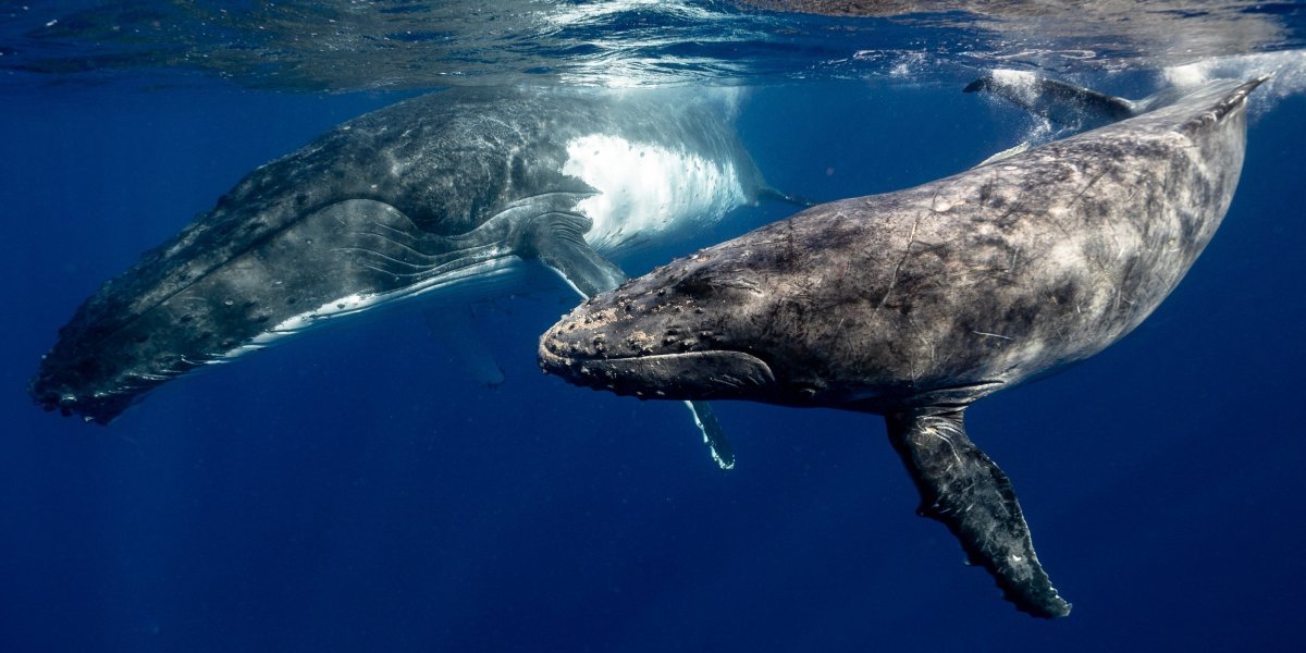 Baleia e filhote são vistos na Baía de Todos os Santos, em Salvador