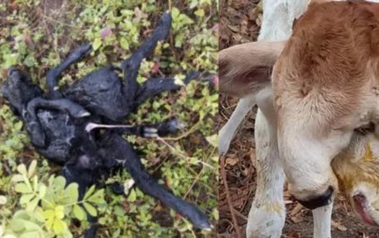 Animais mutantes nascem na Bahia e assustam donos; saiba o que causa mutações