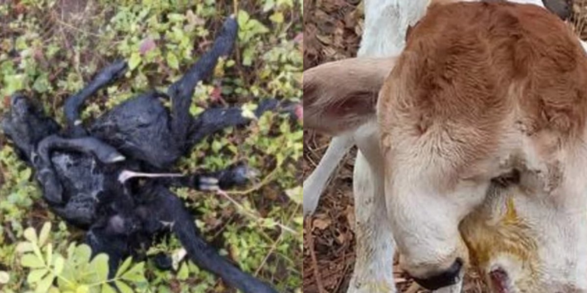 Animais mutantes nascem na Bahia e assustam donos; saiba o que causa mutações