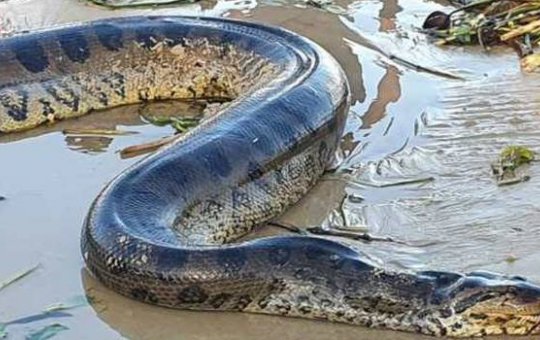 Homem é flagrado tratando sucuri para comer e preocupa autoridades de Cabrália