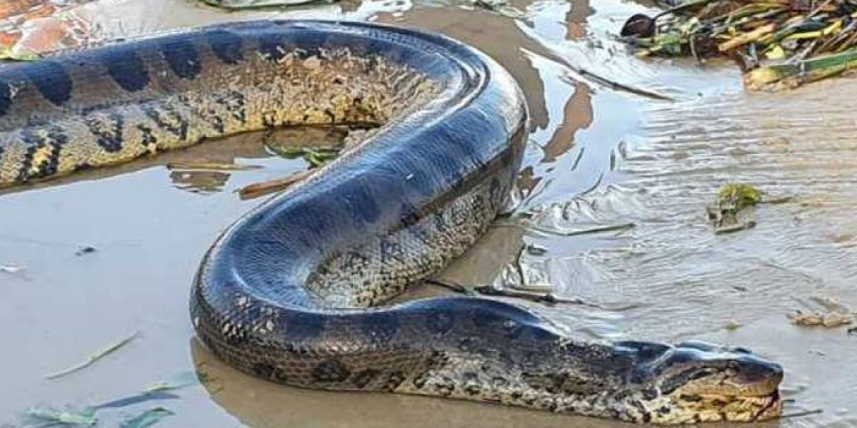 Homem é flagrado tratando sucuri para comer e preocupa autoridades de Cabrália