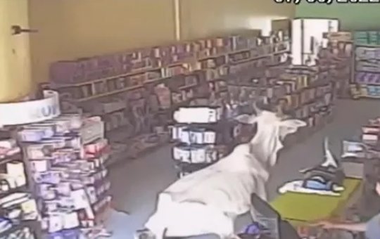 Vídeo de vaca escorregando dentro de farmácia no oeste da BA viraliza; confira