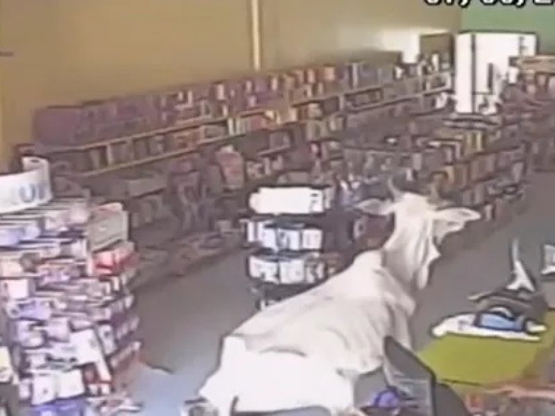 Vídeo de vaca escorregando dentro de farmácia no oeste da BA viraliza; confira