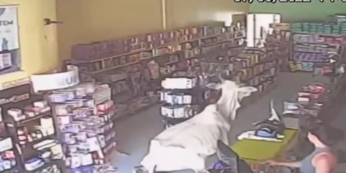 Vídeo de vaca escorregando dentro de farmácia no oeste da BA viraliza; confira