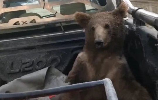 Viajou no doce: Vídeo de ursa desorientada ao ingerir "mel alucinógeno" viraliza