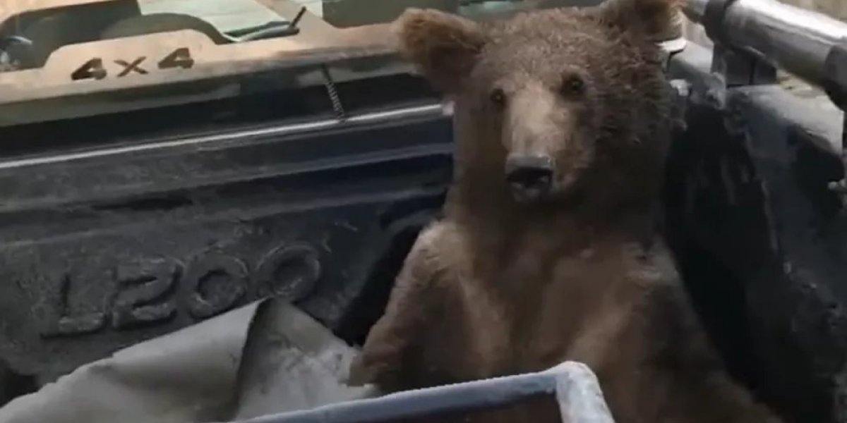 Viajou no doce: Vídeo de ursa desorientada ao ingerir "mel alucinógeno" viraliza