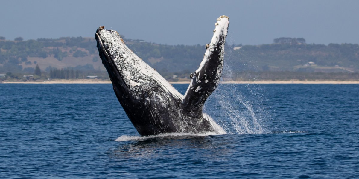 Baleia jubarte é encontrada morta na Praia de Ipitanga, em Salvador