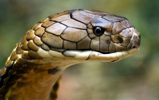 Após ser atacada por cobra criança de dois anos mata réptil a mordidas