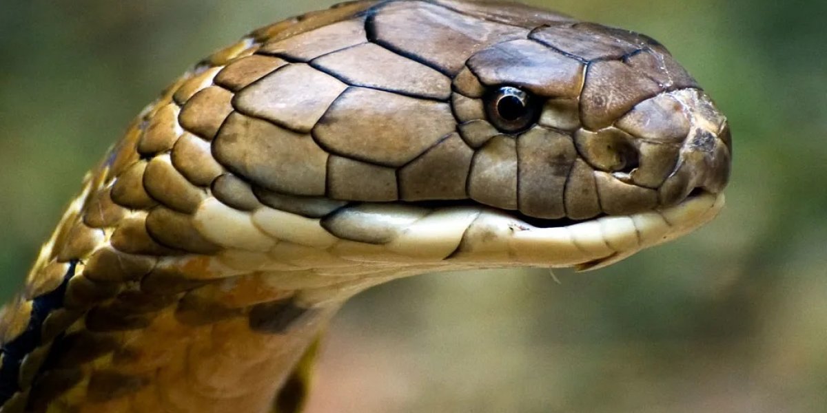 Após ser atacada por cobra criança de dois anos mata réptil a mordidas