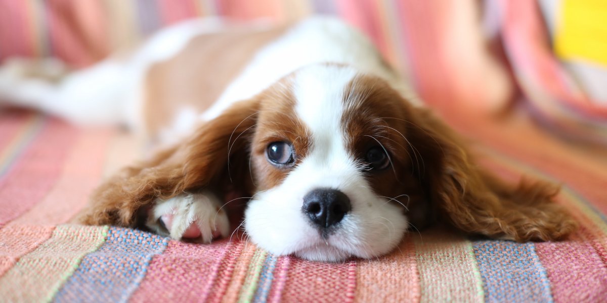 França registra primeiro caso de cachorro infectado pela varíola dos macacos