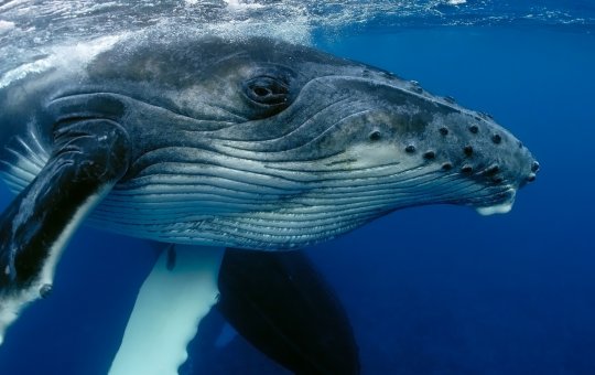 Baleia jubarte é encontrada morta em praia do sul da Bahia