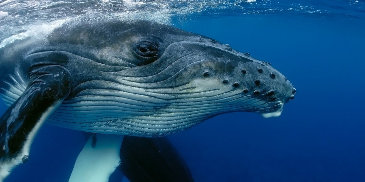 Baleia jubarte é encontrada morta em praia do sul da Bahia