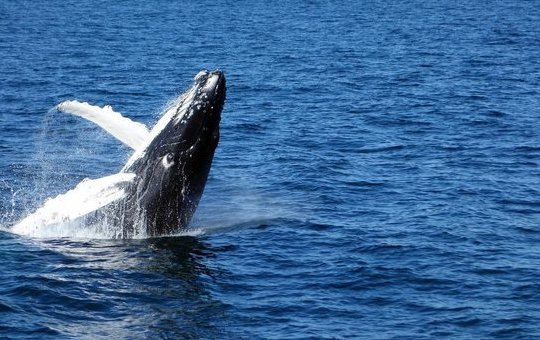 Mais uma: Baleia jubarte é vista encalhada em praia de Salvador