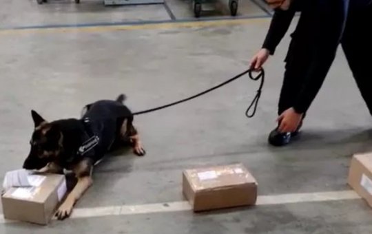 Cadela encontra maconha em pacote postal durante operação da Receita Federal